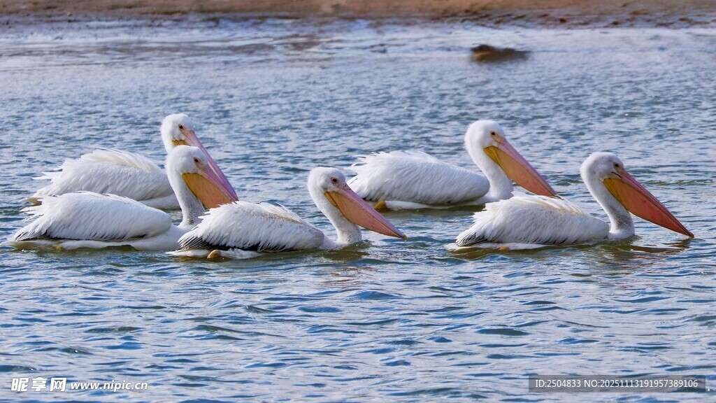 水面上的鹈鹕群