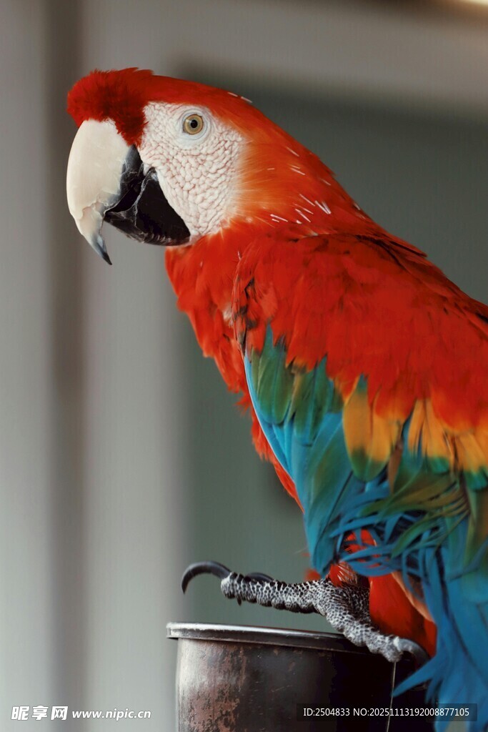 色彩斑斓的鹦鹉