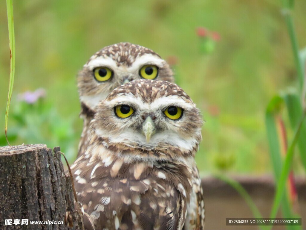 两只猫头鹰立于木桩上