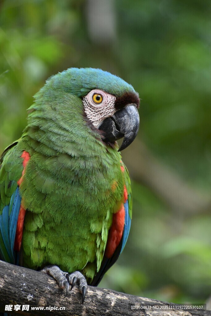 翠绿鹦鹉栖息枝头