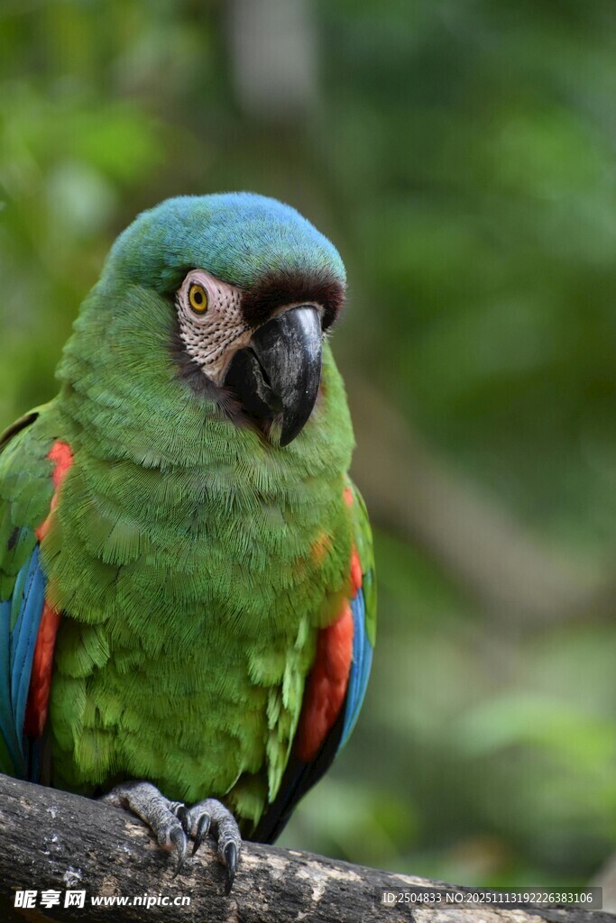 翠绿鹦鹉栖息枝头