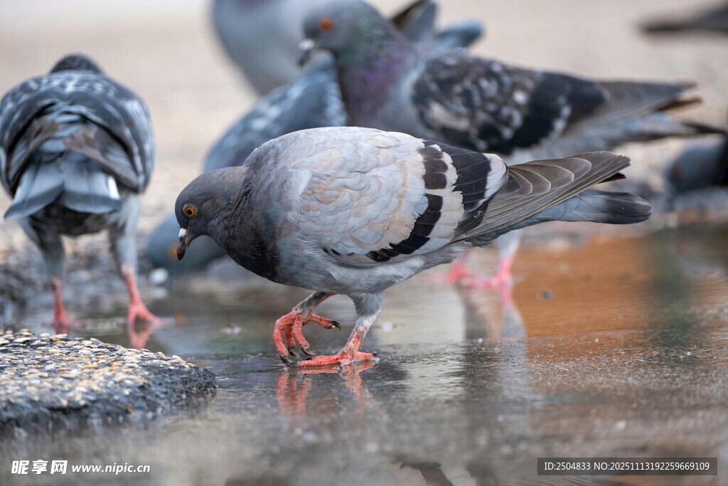 鸽子在水边觅食
