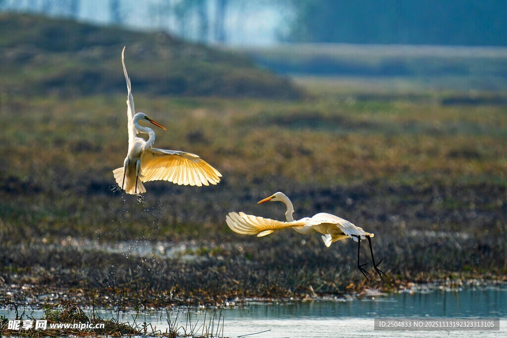 湿地白鹭展翅飞翔瞬间