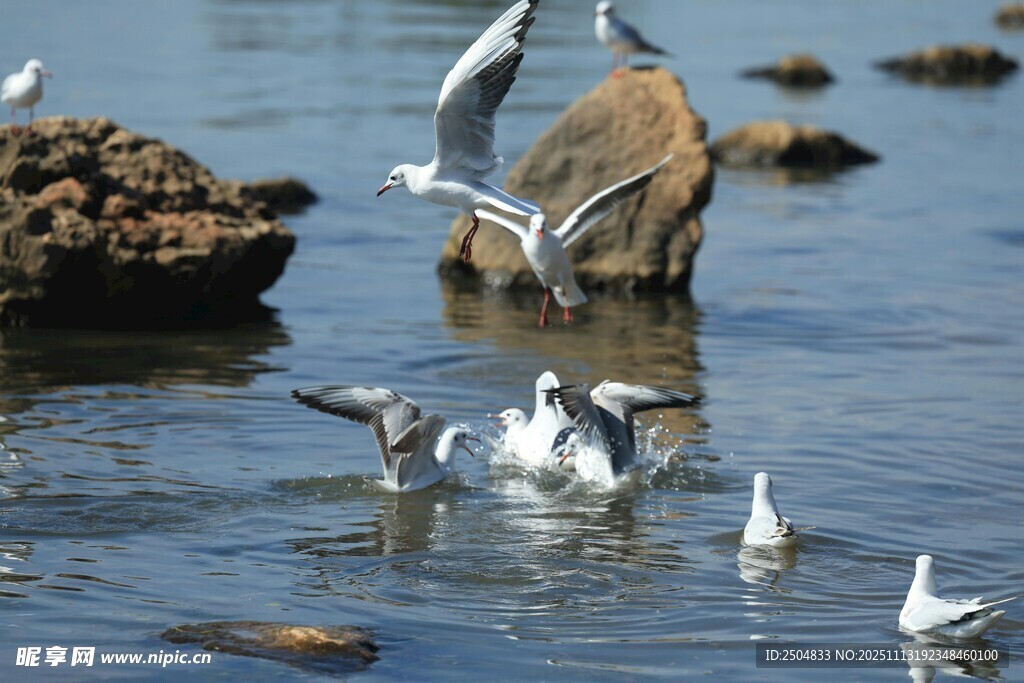 群鸥嬉戏于水边