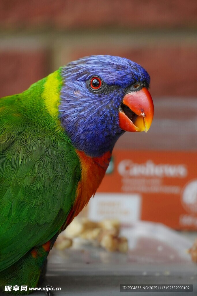 五彩斑斓的鹦鹉