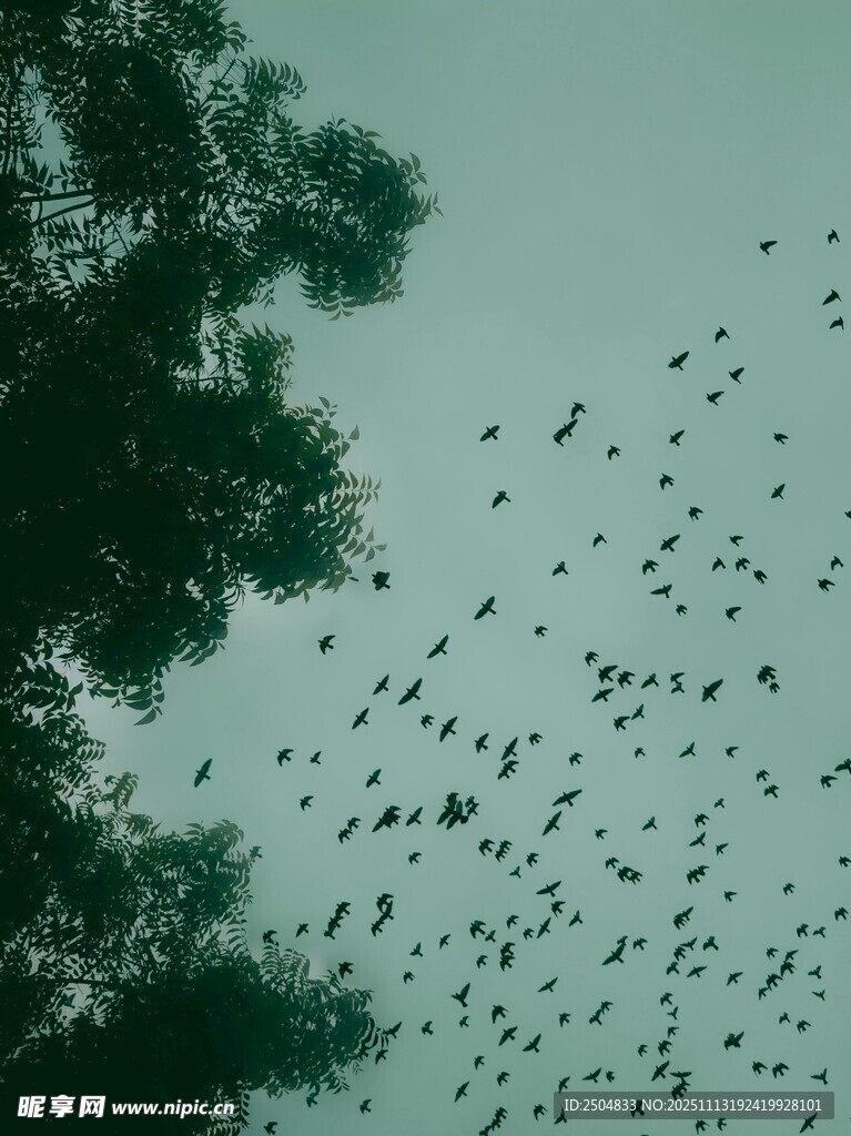 群鸟翱翔于树梢之上