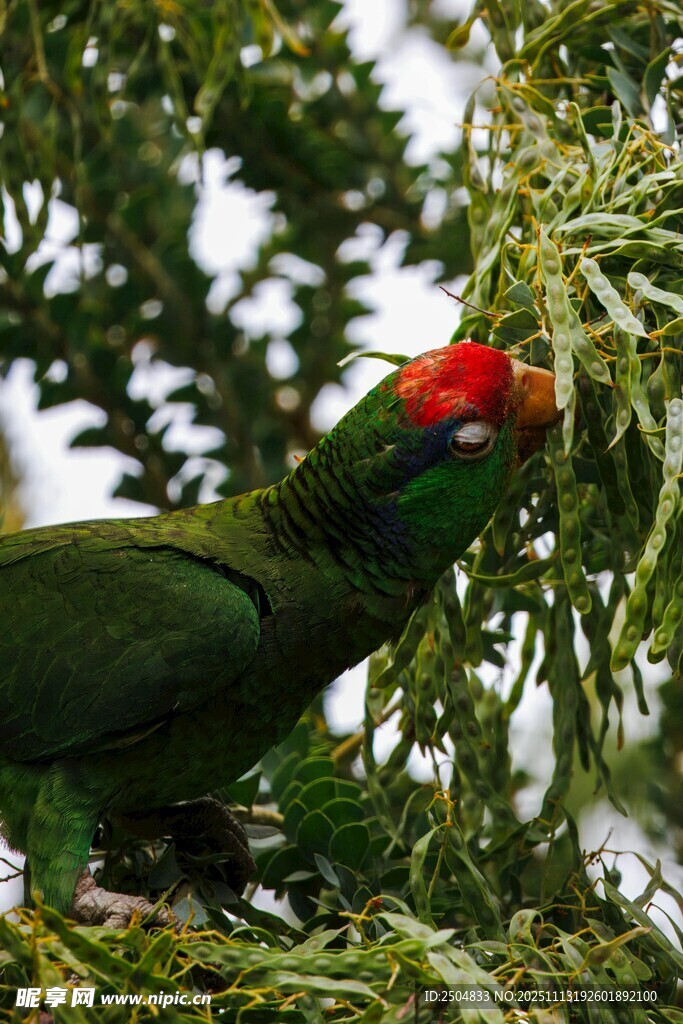 绿羽红冠鹦鹉栖息枝头