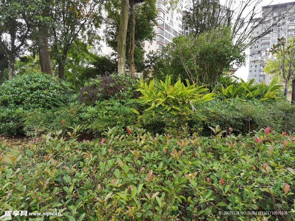繁茂绿植景观