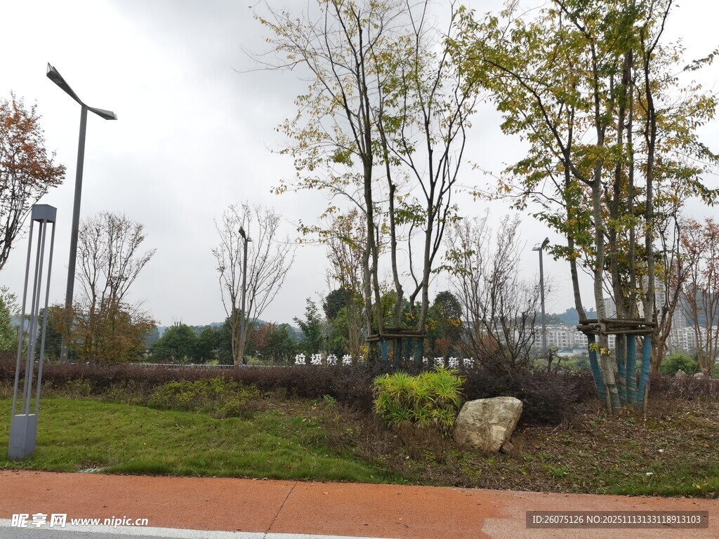 城市路边的绿植景观