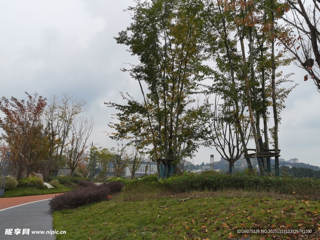 路边绿树成荫的自然景致