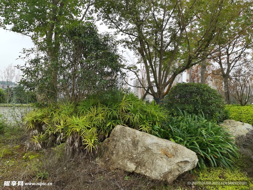 园林景观中的巨石与绿植