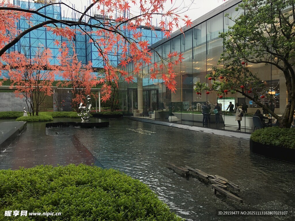 庭院中盛开的烂漫樱花