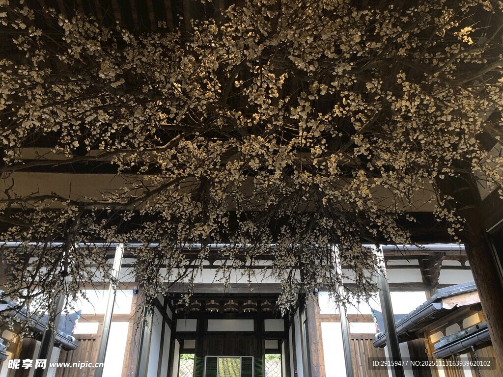 樱花树下的建筑入口