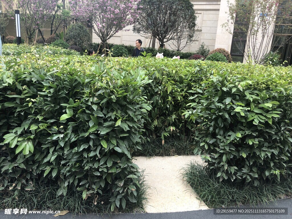 绿意盎然的灌木小径