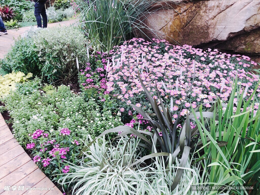 多彩花卉装点的花园景观