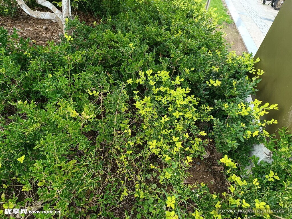 绿叶丛中绽放的黄色小花