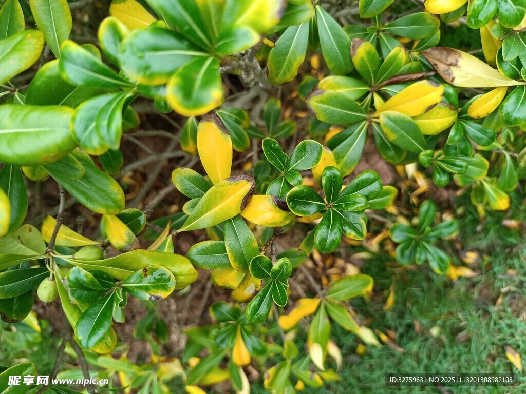 黄绿相间的斑斓植物