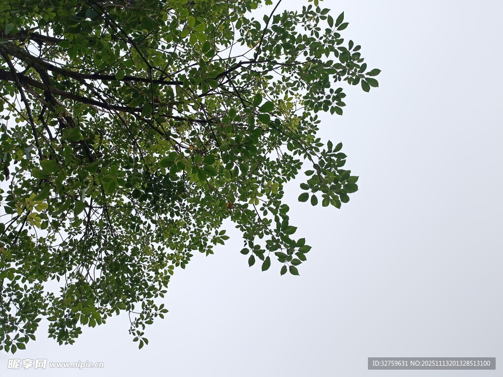 仰视繁茂枝叶
