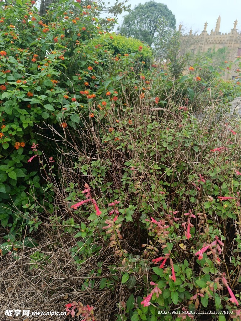 野外多彩植物景观