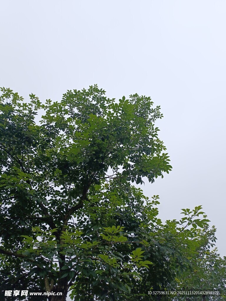 绿叶繁茂的高大树木