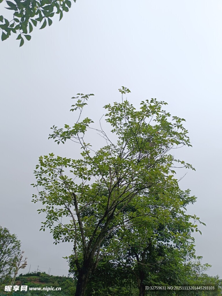 绿树挺立在灰白天空下