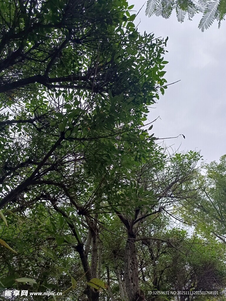 繁茂树林中的绿意景致