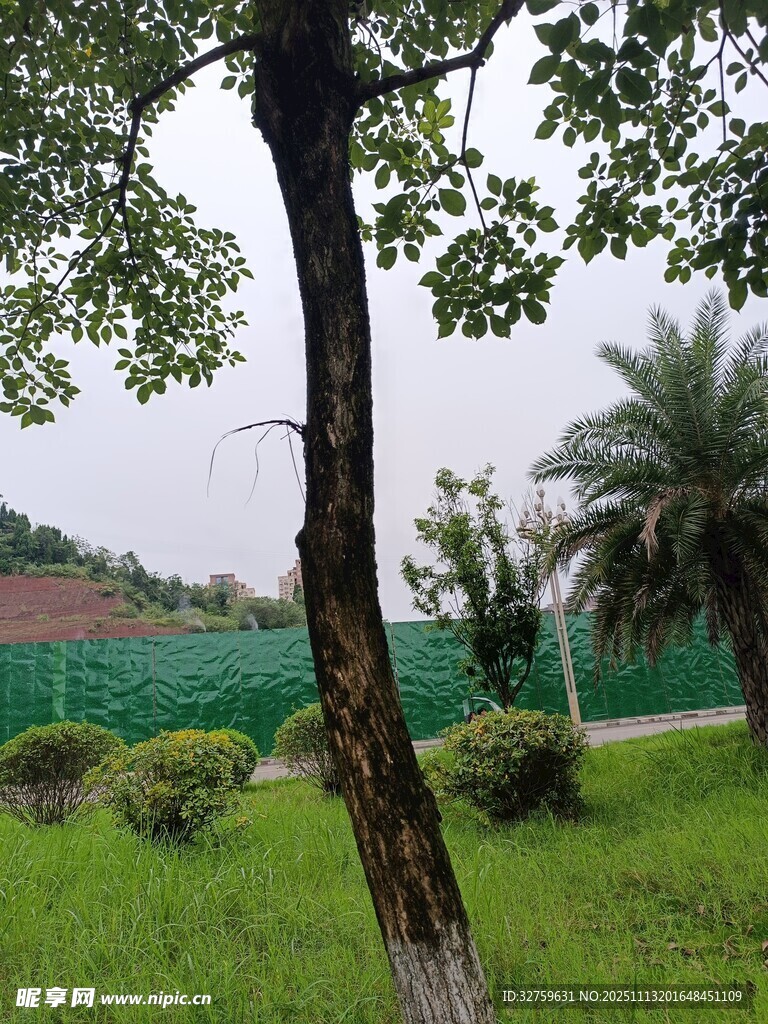 绿意盎然的户外树木景观