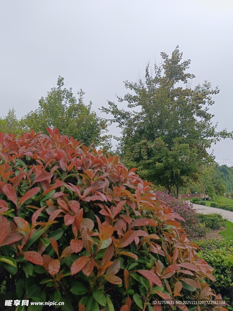 红叶灌木与绿树相映成趣