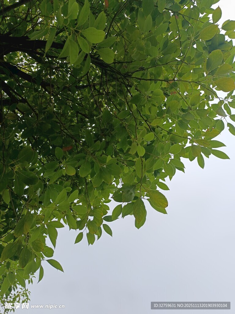 绿叶繁茂的树冠