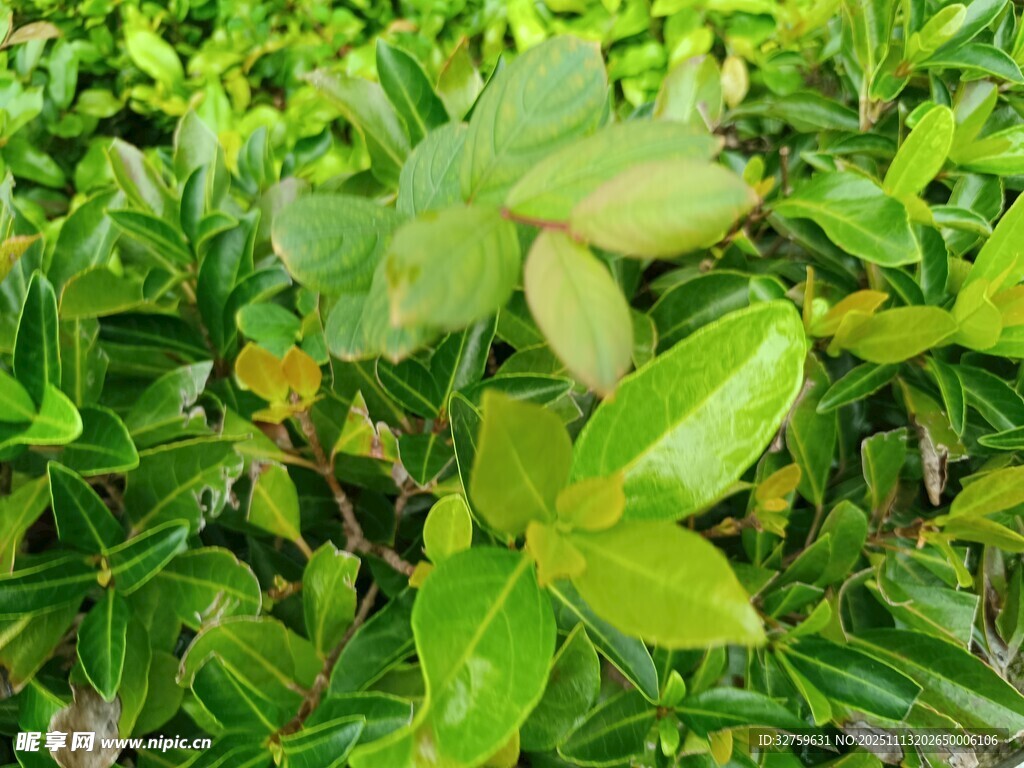 翠绿繁茂的植物叶片