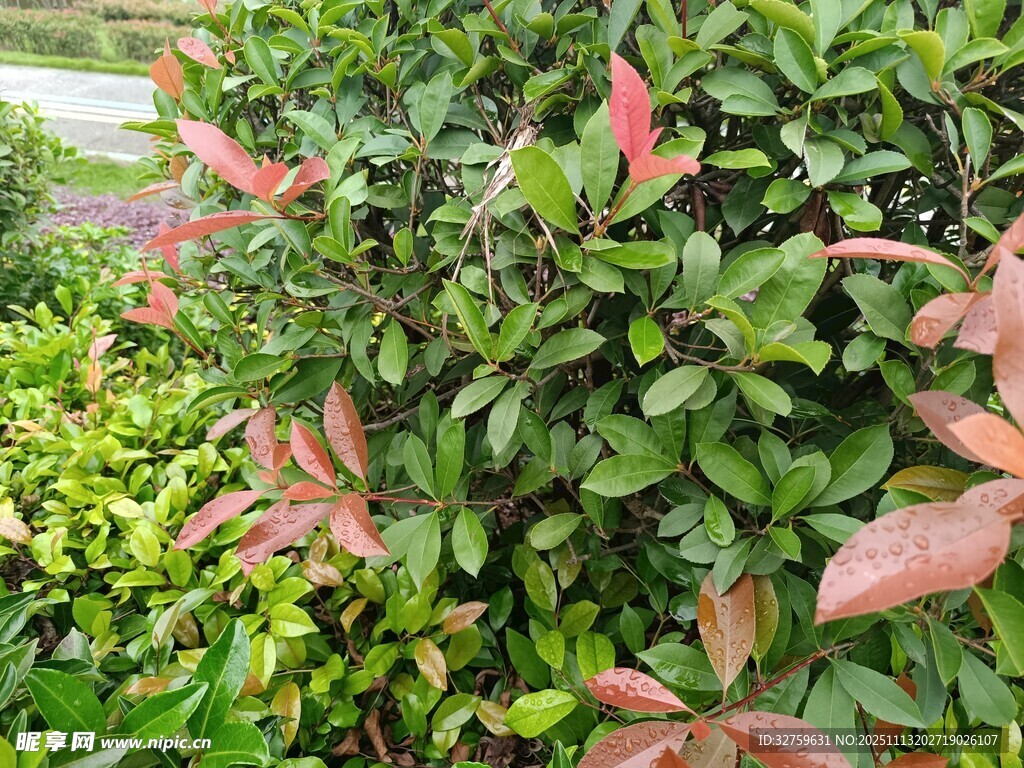 多彩叶片的繁茂绿植