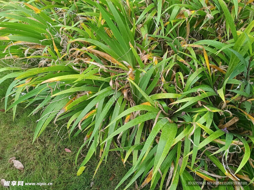 翠绿繁茂的丛生植物