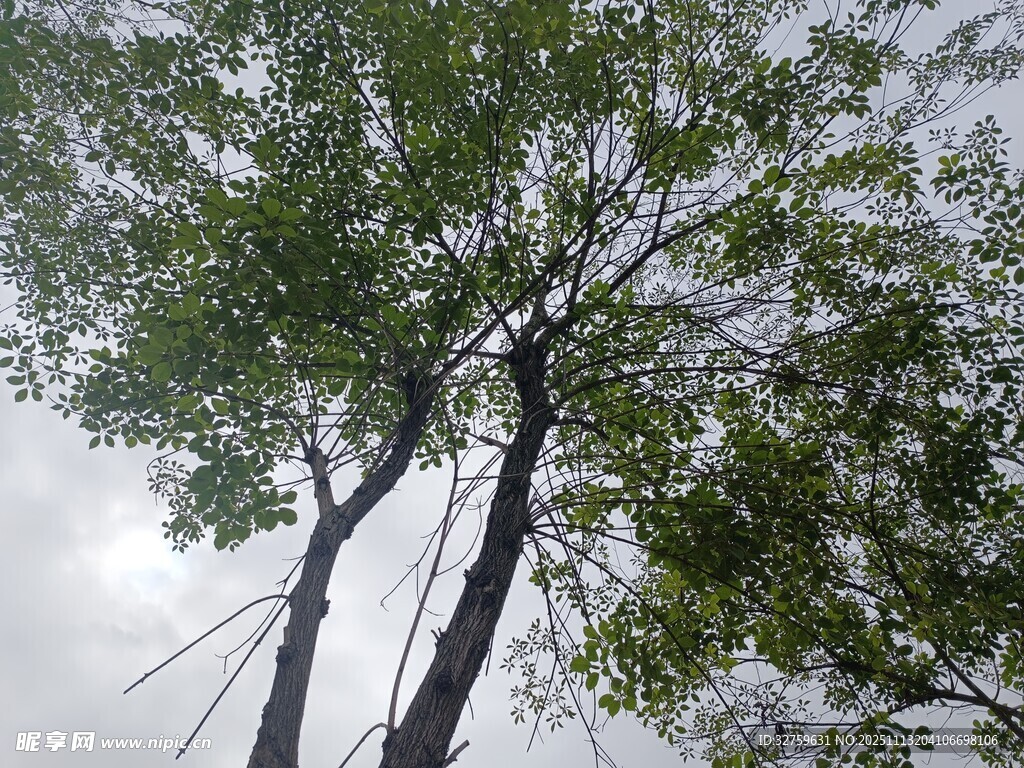 仰视下的繁茂树木