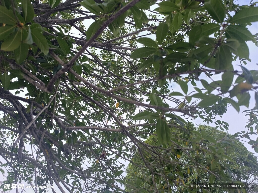 繁茂枝叶下的天空一角