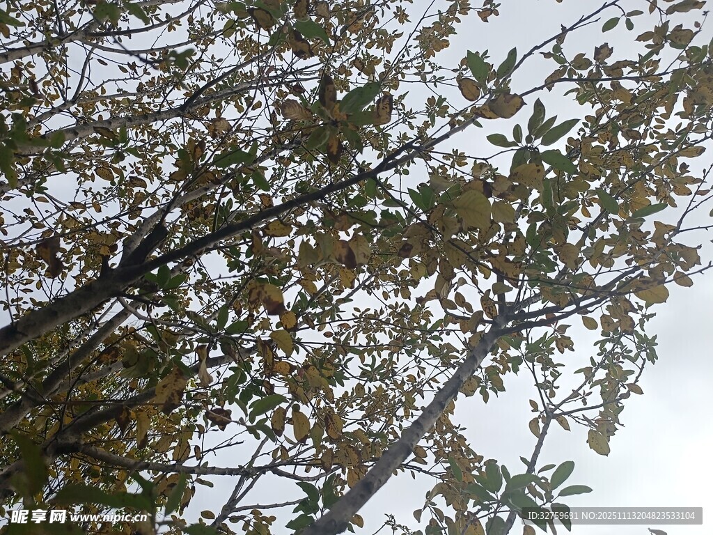 仰视视角下的繁茂枝叶