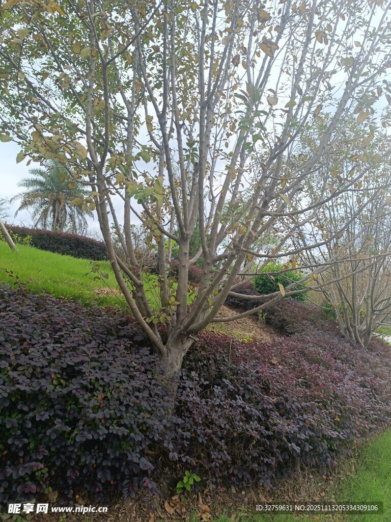 山坡上的树木与低矮植被