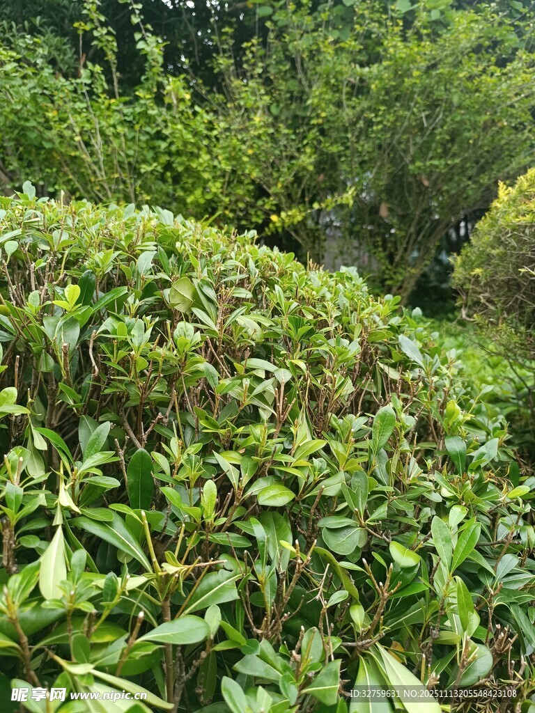 绿意盎然的繁茂植物景观