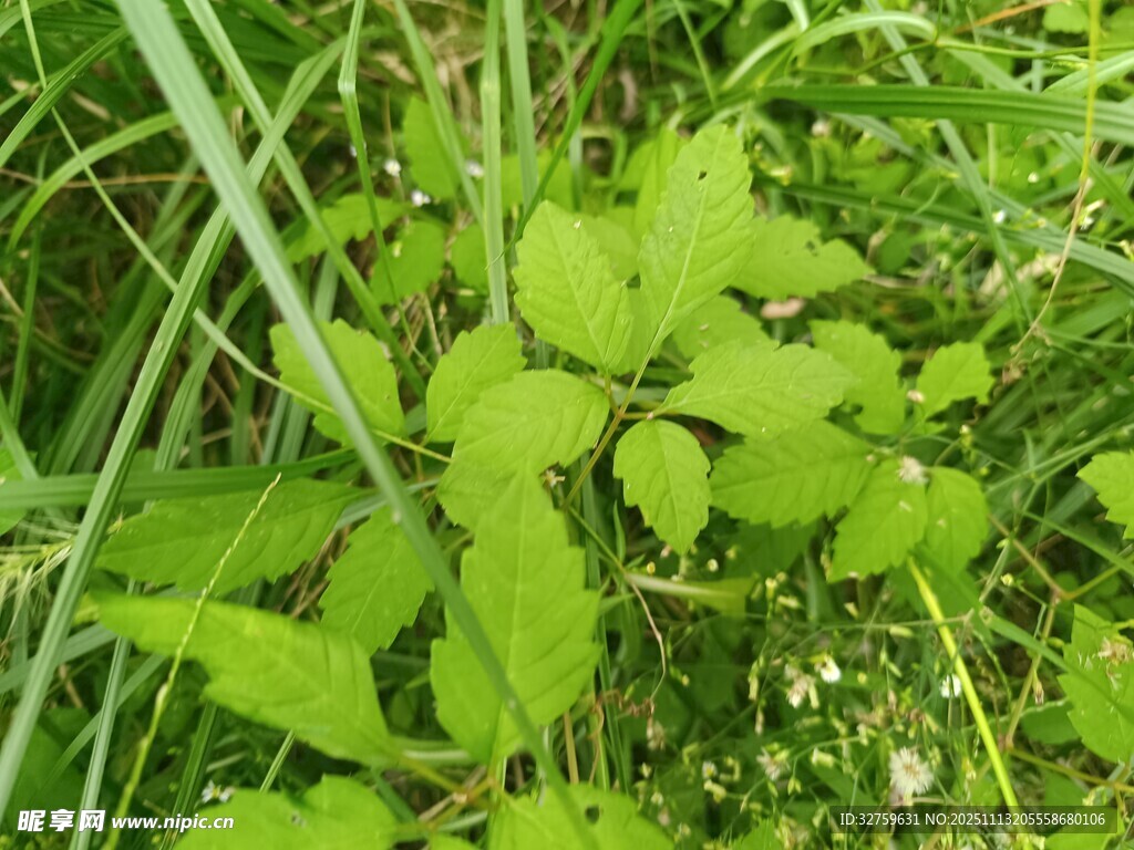 嫩绿植物生机盎然