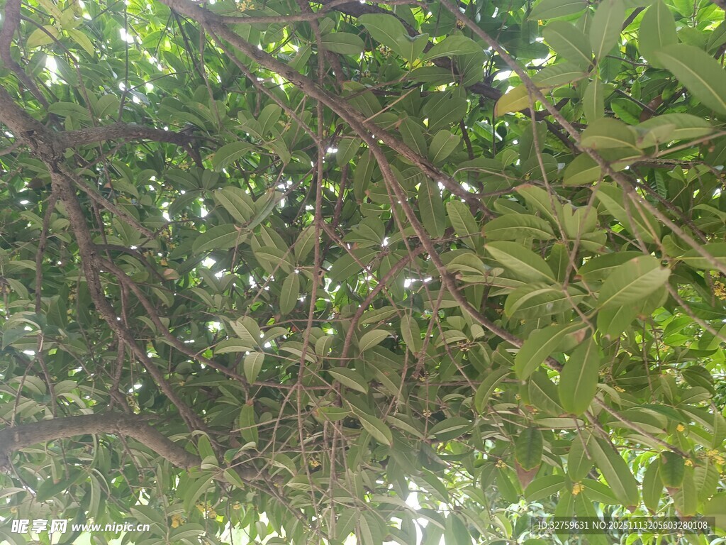 繁茂绿叶构成的绿荫世界