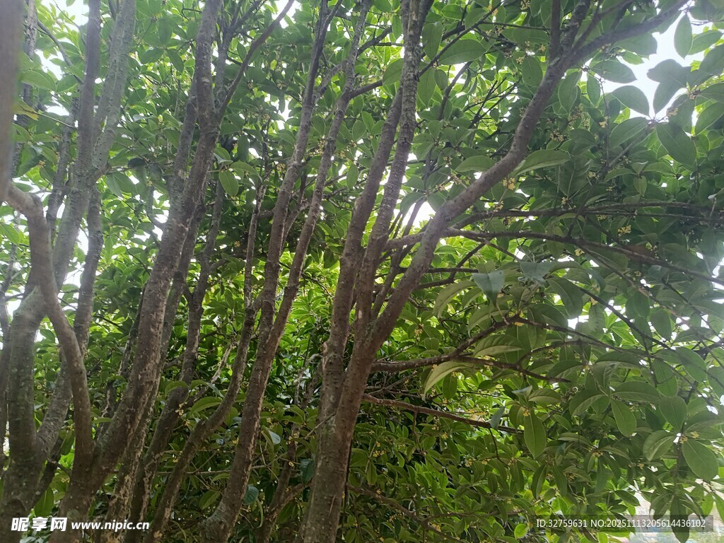 茂密树林中的繁茂枝叶