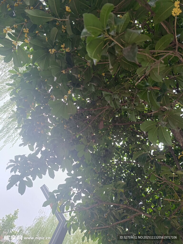 透过枝叶看天空