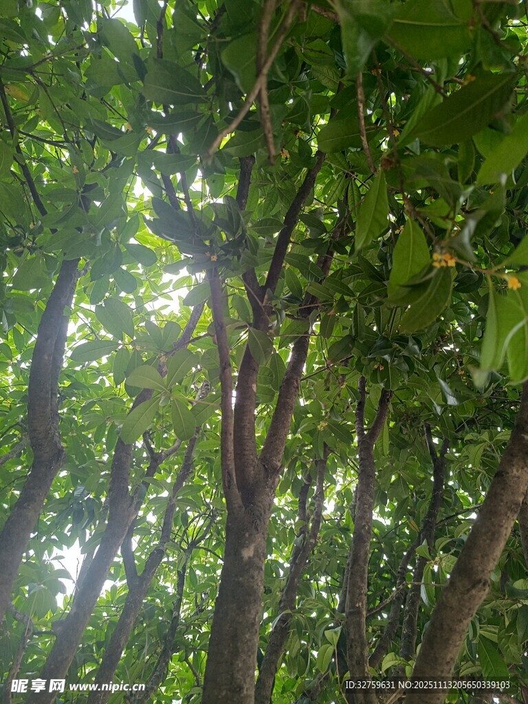 茂密树林中的阳光斑驳景象