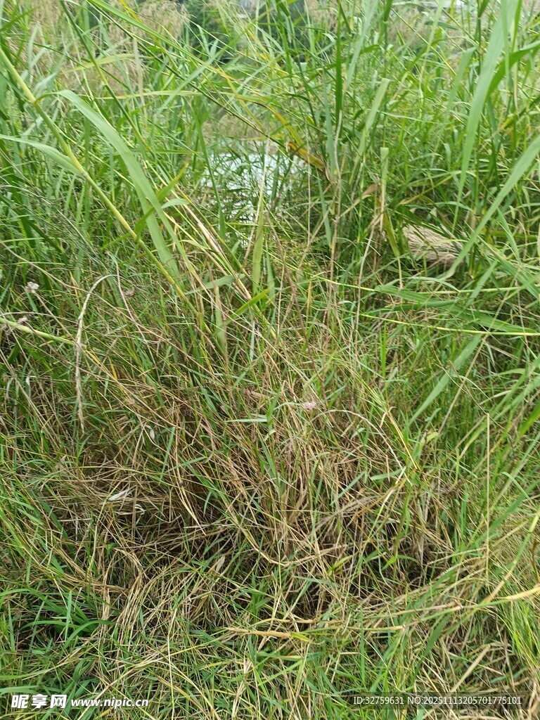 茂盛的草地景观