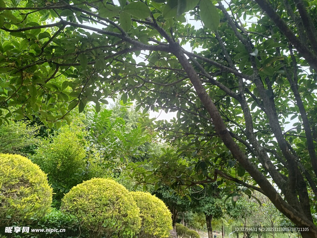 绿意盎然的园林景观