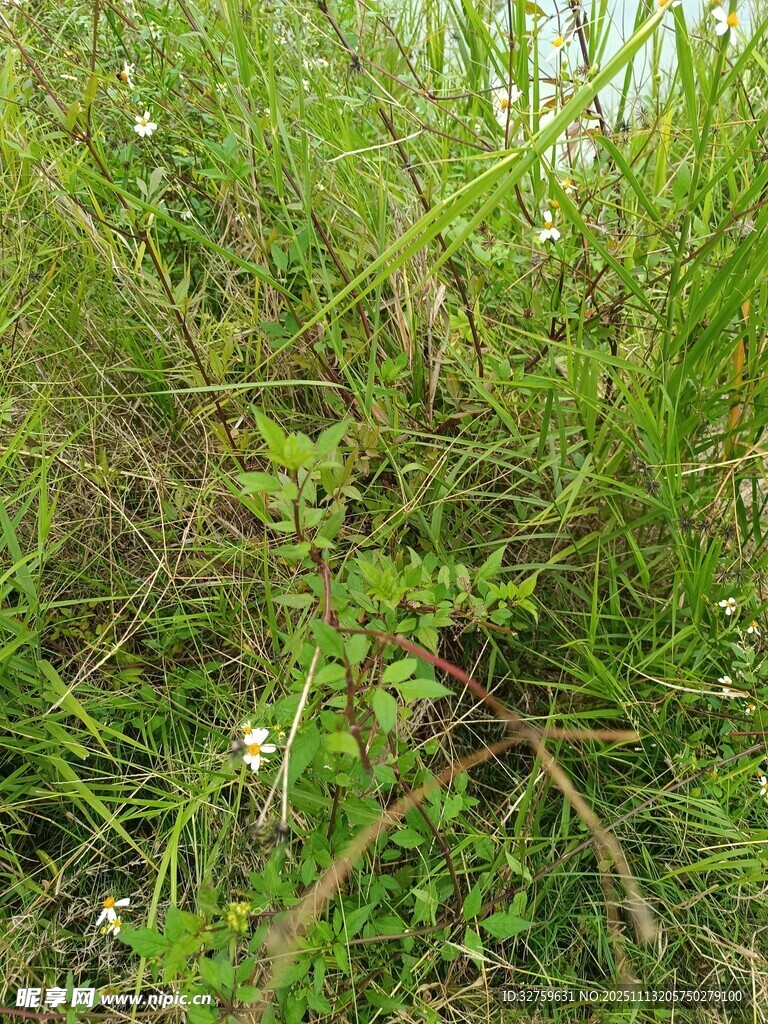 野外丛生的绿色杂草