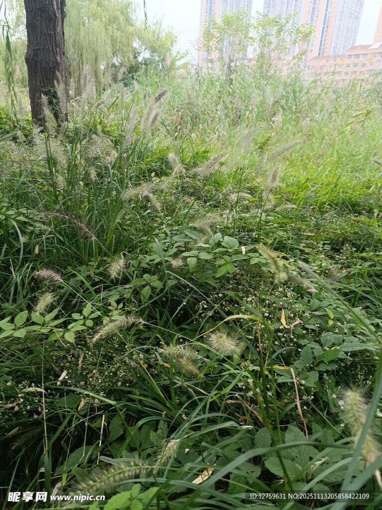 户外繁茂绿植景观