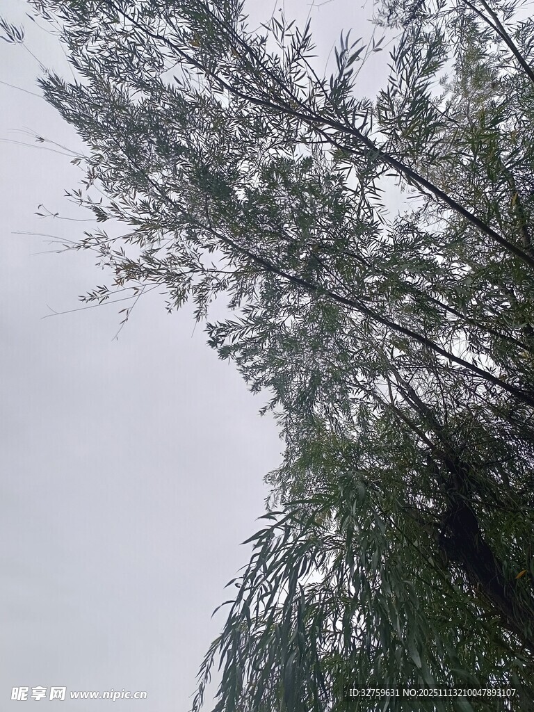 仰视下的葱郁树木