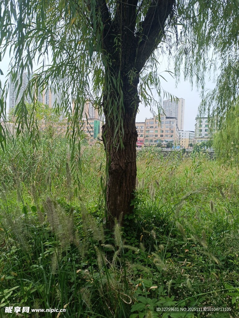 野外树下繁茂绿植景象