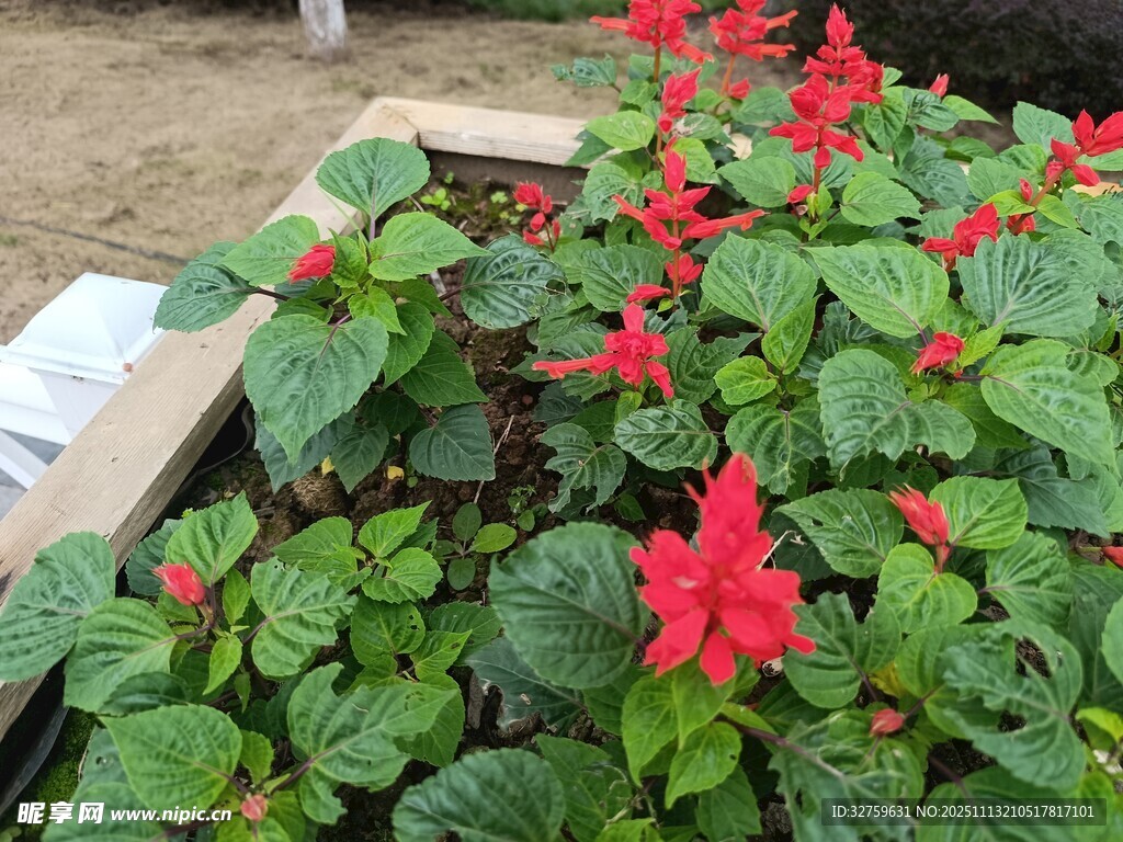 红色串红盆栽植物花卉