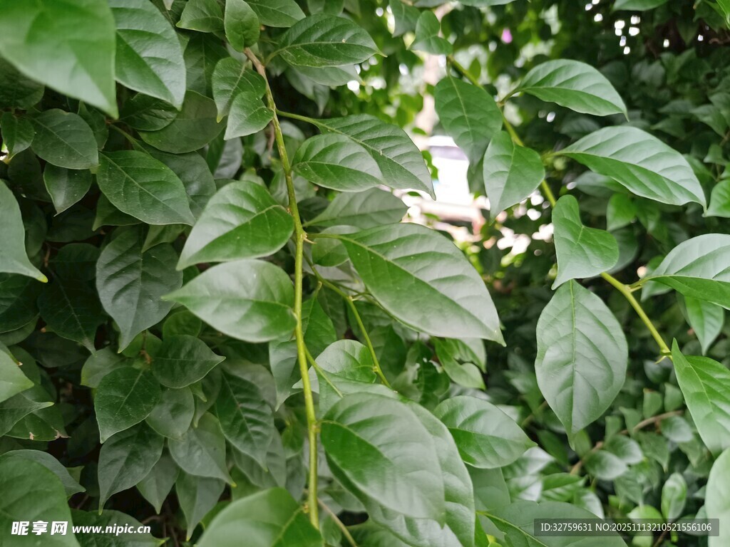 翠绿繁茂的枝叶景观